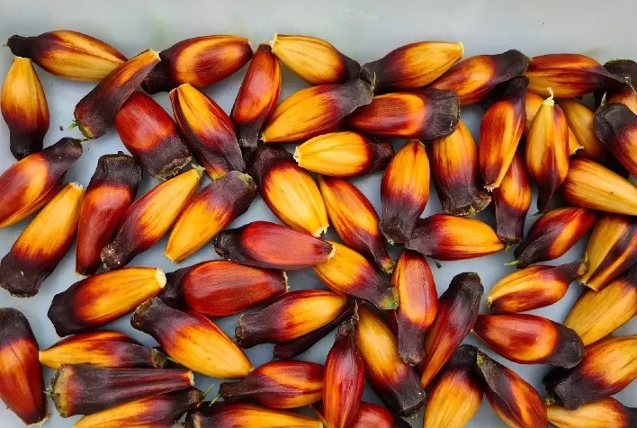 Quer saber como separar os pinhões atacados pela broca?