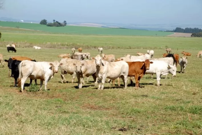 GA+Intergado lança aplicativo de sanidade animal focado no alcance de meta de produtividade