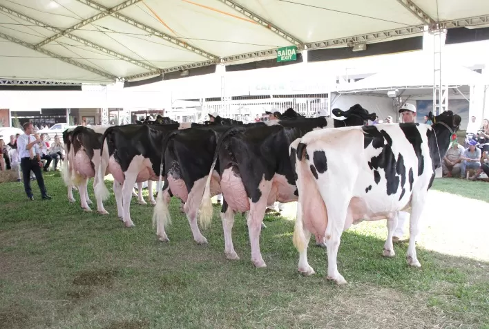 Criadores levarão o melhor do gado Holandês para a primeira edição da Fenaleite