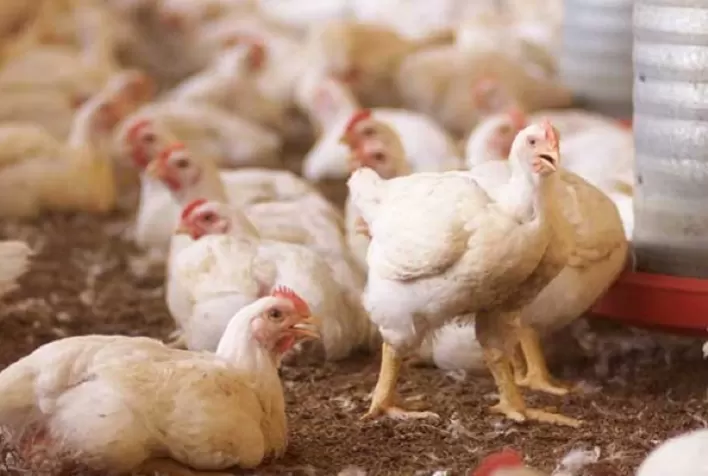 Desempenho do frango (vivo e abatido) na 22ª semana de 2022, passagem de maio para junho