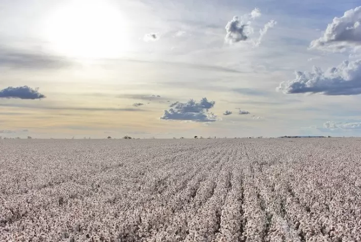Imea prevê produção de 2,023 mi de t de algodão em pluma para 2021/22 em MT