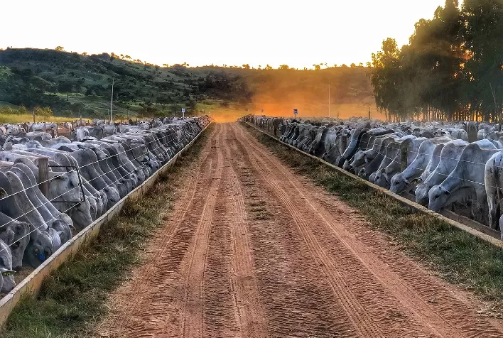 Confinamento estratégico na recria