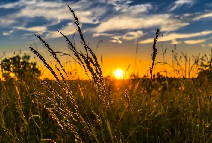 Como o produtor rural pode proteger a renda?