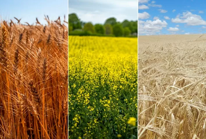 Rio Grande do Sul deve ter maior produção de trigo de inverno da história em 2022 – Emater