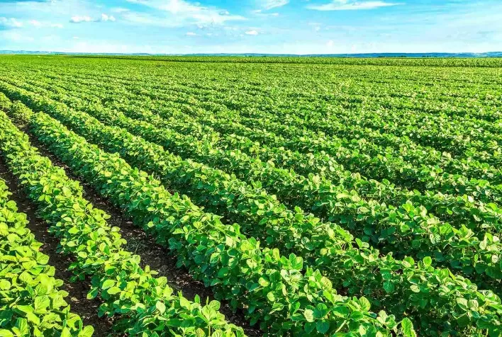 Estimativa aponta aumento na área plantada de soja em MT e produtividade inicial de 58 sacas/hectare