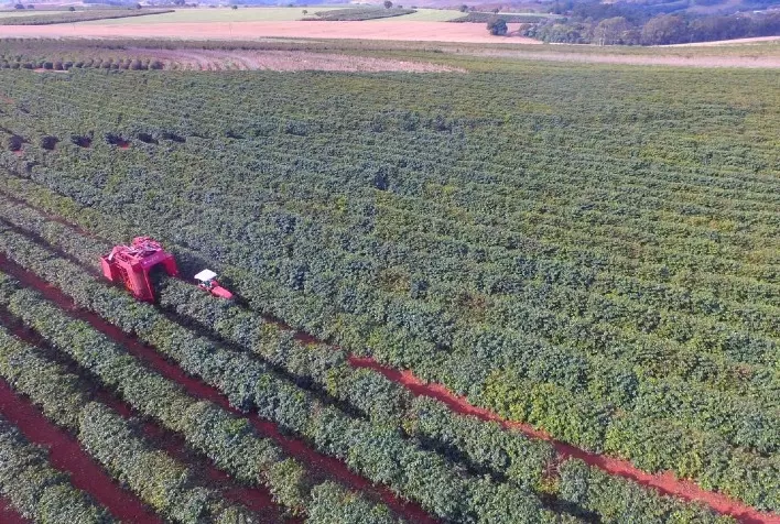 Com apoio do Sebrae, produtores se organizam para buscar a Indicação Geográfica para o café de Mandaguari
