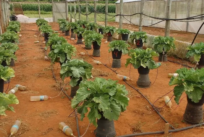 Artigo publicado em revista internacional aponta que a contaminação do solo com chumbo afeta negativamente a comunidade de insetos das plantas