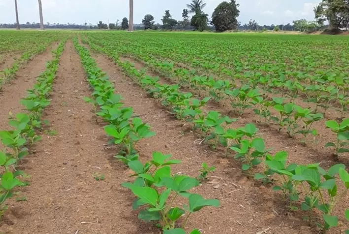 PlantUP conquista cada vez mais agricultores e se torna sinônimo de confiabilidade na escolha de cultivares