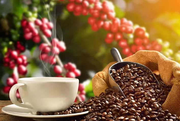 Brasil registra alta de 5% nas exportações de café ante maio de 2021