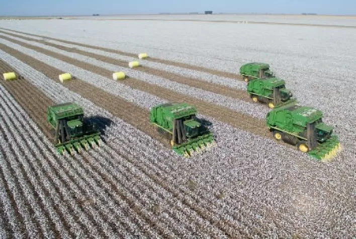 Cotação da arroba do algodão em Mato Grosso tem queda