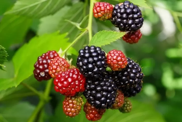 RS: produção de pequenas frutas cresce em Monte Alegre dos Campos