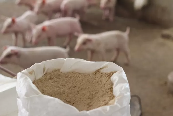 Chega ao Brasil versão líquida inédita de potencializador de absorção de nutrientes para animais