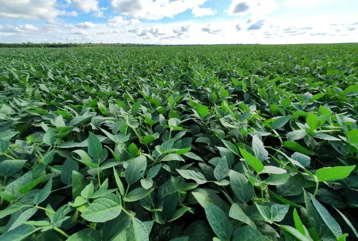 Tecnologia reduz impactos da fitotoxidade no cultivo da soja
