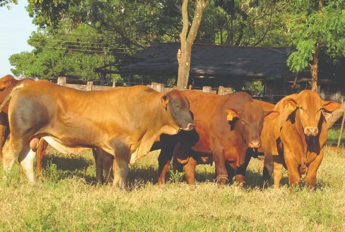 Leilões do Montana acontecem de 28 de junho a 6 de outubro