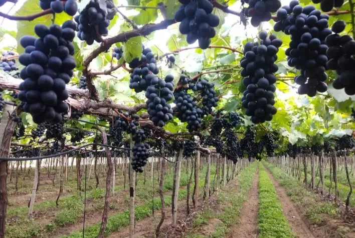 Aminoagro Coloração traz benefícios para o produtor rural e consumidor
