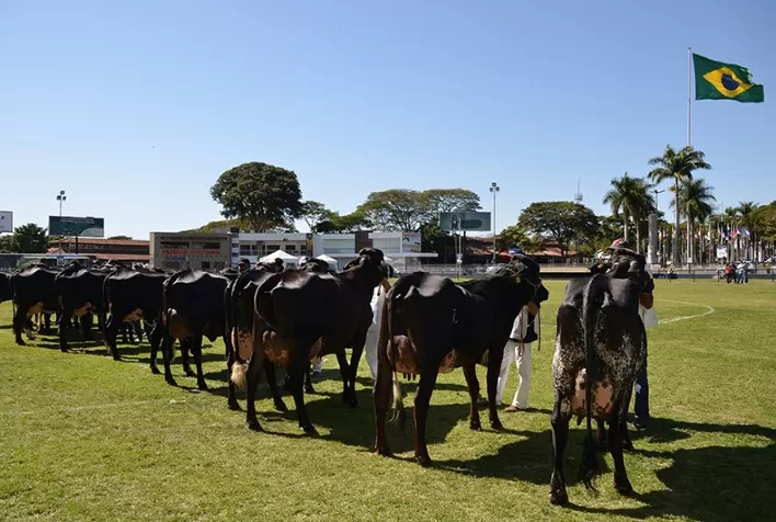 Megaleite amplia número de leilões e shopping de animais em 2022