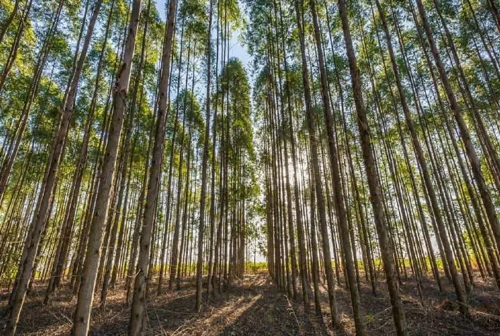 Florestas plantadas melhoram a qualidade de vida no planeta