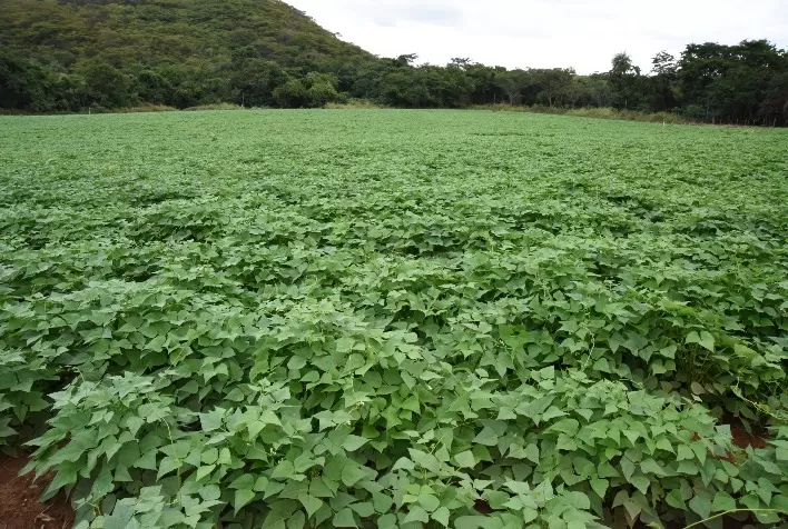 Produtores apostam no cultivo de feijão para a alimentação escolar