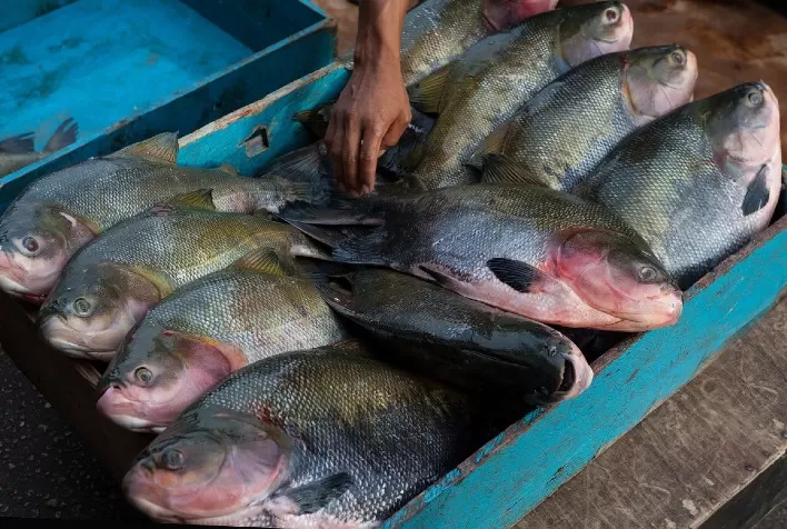 Dia de Campo da Piscicultura visa o fortalecimento do setor em Mato Grosso