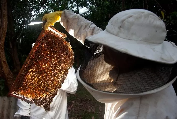 Senar, Embrapa Meio Ambiente e Associação Brasileira de Estudos das Abelhas assinam acordo de cooperação