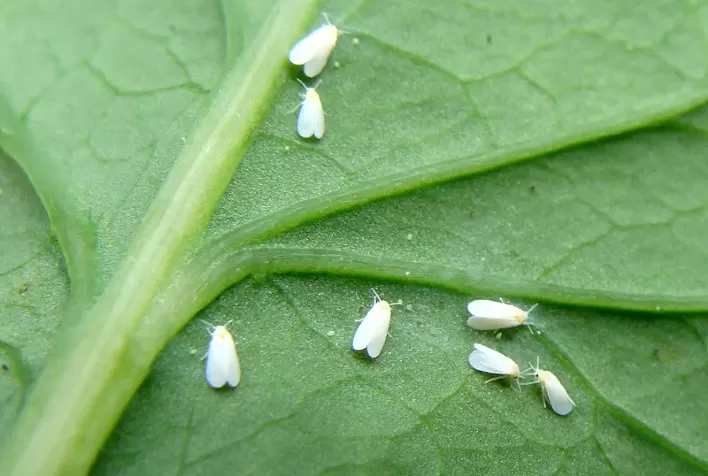 Fungo Clonostachys rosea é eficiente contra o mofo-branco e a mosca-branca