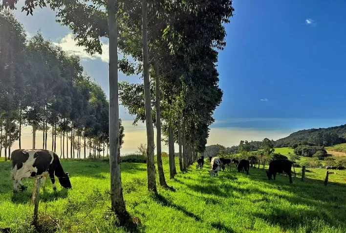 Equilíbrio no sistema silvipastoril promove benefícios a propriedades rurais