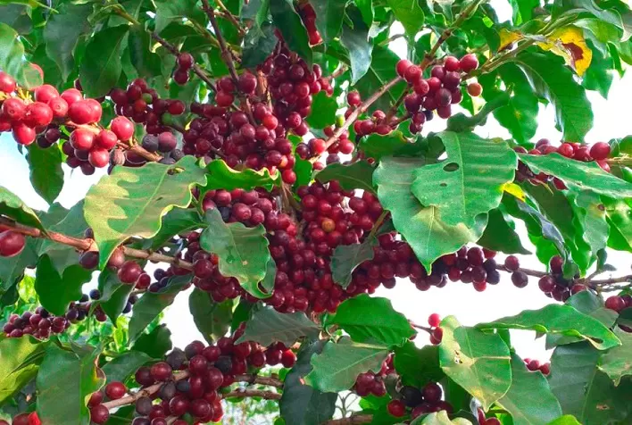 Maior produtora SP e a terceira do Brasil, o café impulsiona a economia da região da Alta Mogiana