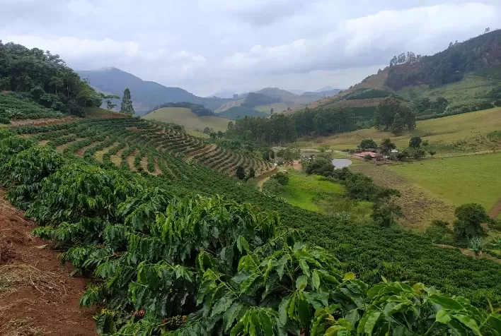 Atraso na colheita não é o grande problema, mas sim relatos de pouco café no pé