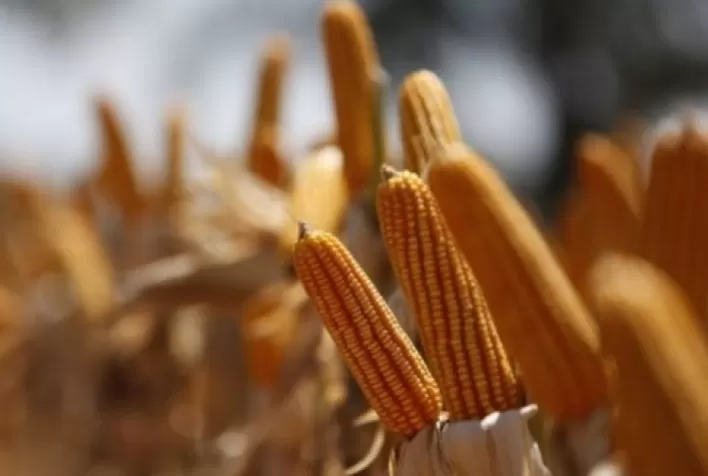La Niña derruba produtividade de milho em alguns países, mas pode ajudar soja