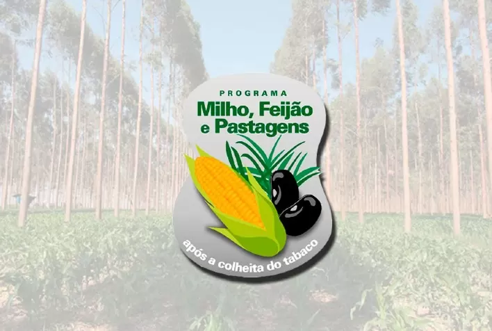 Diversificação rende R$ 779 milhões para os produtores de tabaco no Sul do País