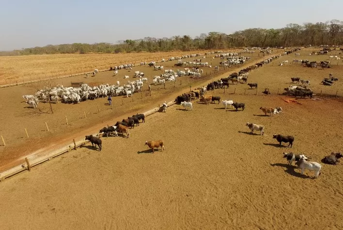 Terceira e última etapa do Simpósio DSM de Confinamento apresentou tecnologias que auxiliam pecuarista no seu dia a dia no campo