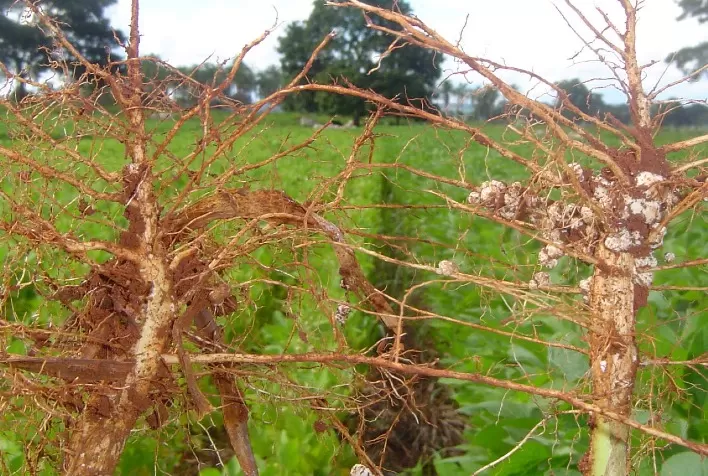 Inoculantes e fertilizantes fisiológicos são alternativas para os produtores diante da alta dos insumos agrícolas