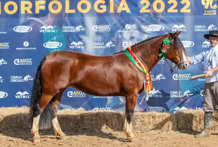 Araranguá garante mais oito exemplares para a Morfologia na Expointer