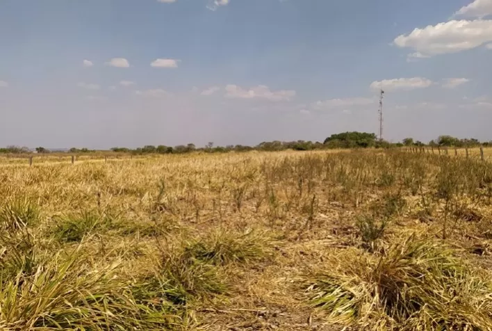 Consórcio de milho com capim colonião reduz em cerca de 70% a infestação de plantas daninhas