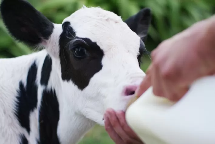 Manejo e nutrição eficientes ajudam a prevenir o impacto de doenças relacionadas ao período de transição das vacas leiteiras