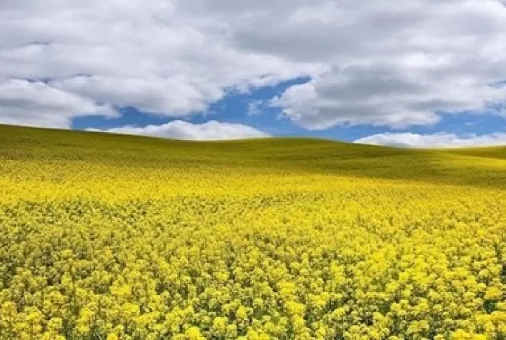 Química verde e biotecnologia: bioenergia, bioprodutos e dispositivos sustentáveis