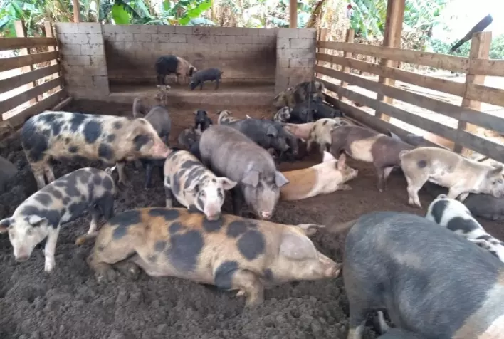 Criação de suínos em cama sobreposta diminui custos, protege meio ambiente e gera renda na agricultura familiar