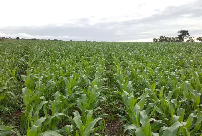 Microrganismos surgem como alternativa aos fertilizantes tradicionais para a agricultura brasileira