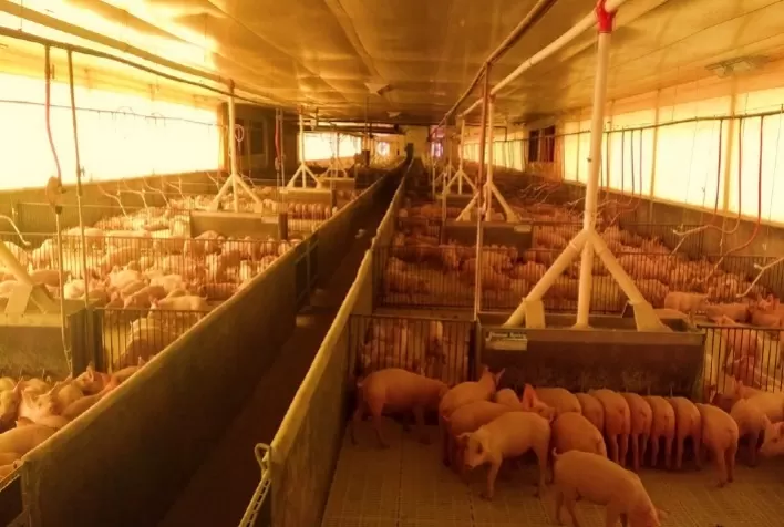 Cuidados com a ambiência e atenção ao manejo alimentar são ferramentas essenciais para o bom desempenho zootécnico no período de desmame dos suínos