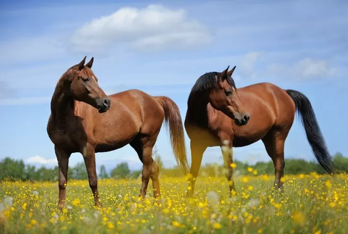 Sucesso da criação de cavalos começa pela saúde dos cascos