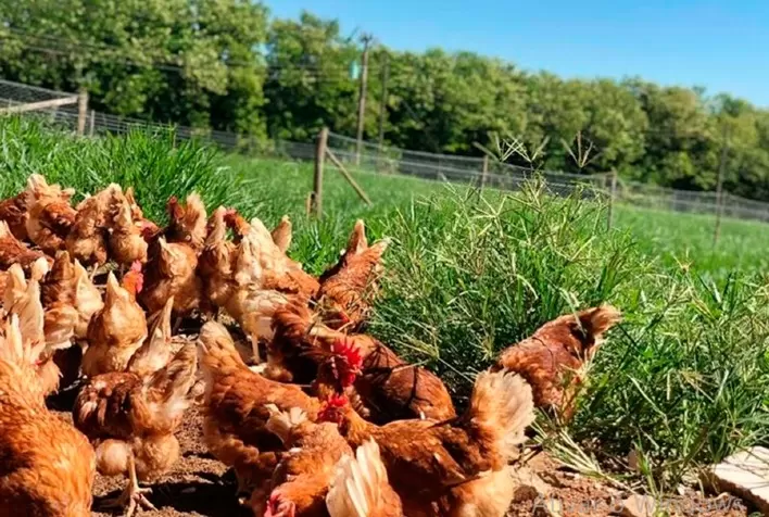 Alianima promove seminário sobre bem-estar na avicultura de postura