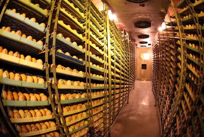 De março para abril, vendas externas de ovos férteis recuaram mais de 25%