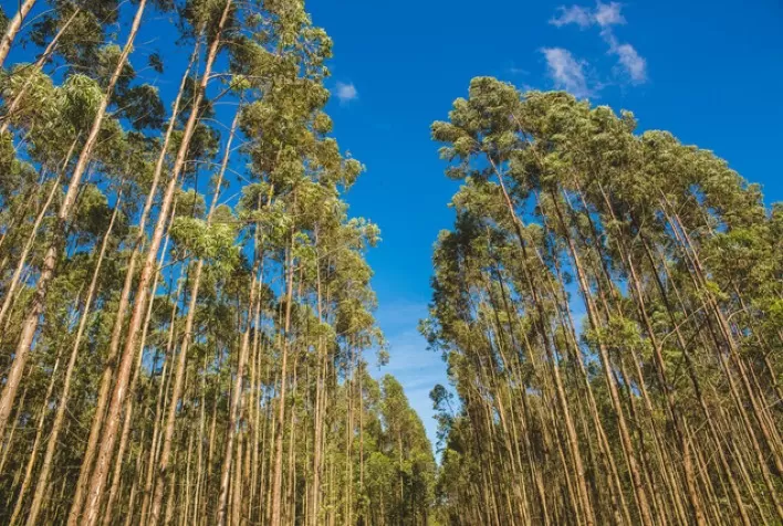 2,3 milhões de hectares é a área com florestas plantadas em MG