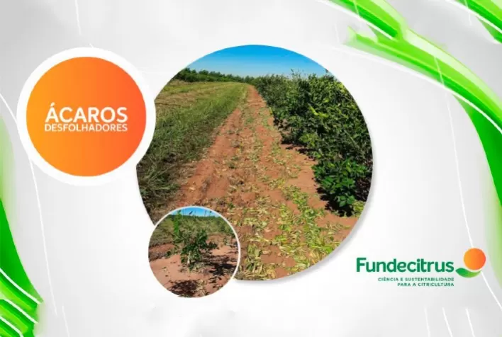 Fundecitrus alerta para a ocorrência de ácaros desfolhadores em citros no período de outono-inverno