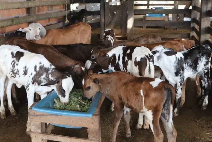 Capim Capiaçu no cocho evita queda na produção de leite e aumenta ganho de peso dos bezerros