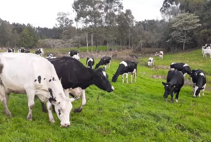 Excesso de chuvas prejudica pastagens para o gado leiteiro