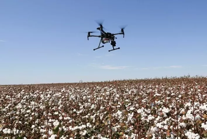 Estudo da Rede AP aponta redução de custo na produção de algodão em sistema on farm no MT