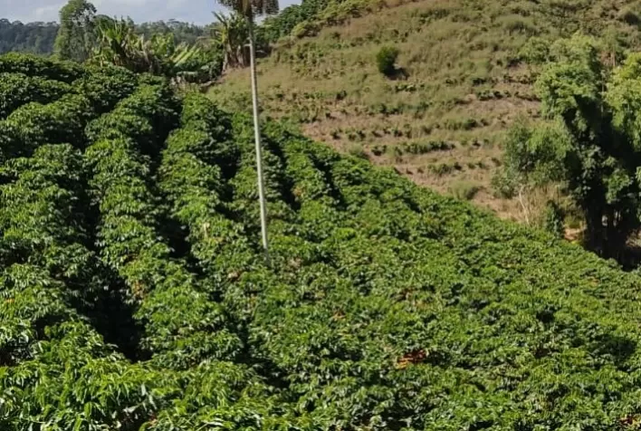 Incentivos à qualidade com o programa ATeG Café+Forte