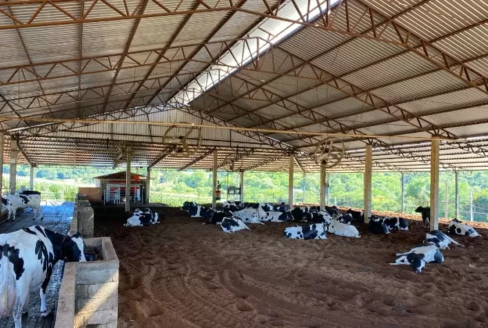 Tecnologia de ordenha robotizada garante bem-estar às vacas leiteiras