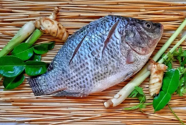 Vacinação na piscicultura promove melhoria na rentabilidade e na segurança alimentar